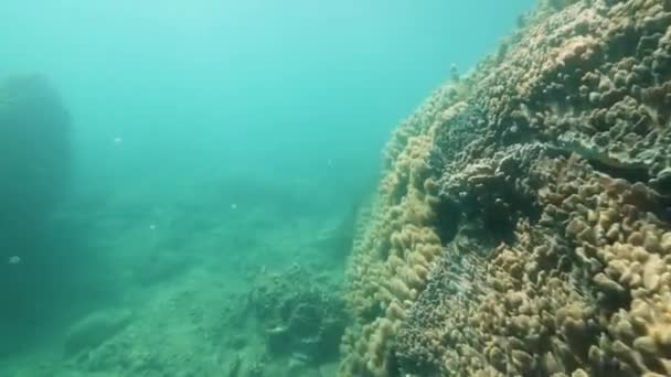 Подводный вид на мягкие и твердые кораллы в глубоком голубом океане. — стоковое видео