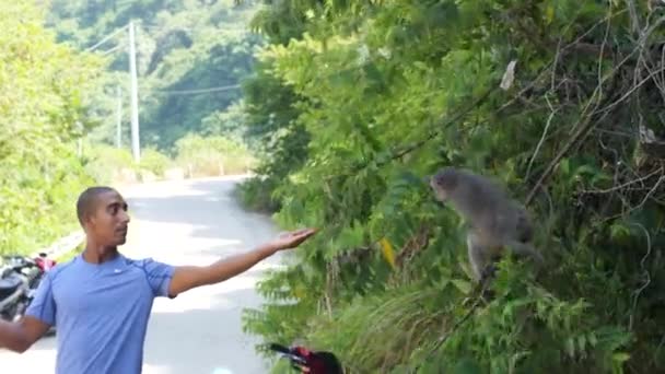 Muž turista dává jídlo opici na stromě v přírodním parku. — Stock video