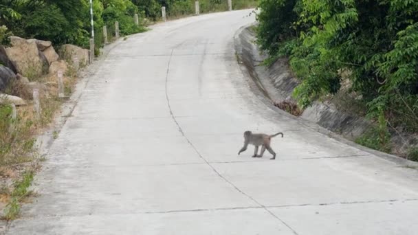 Macaco selvagem atravessando a estrada vazia na montanha. — Vídeo de Stock