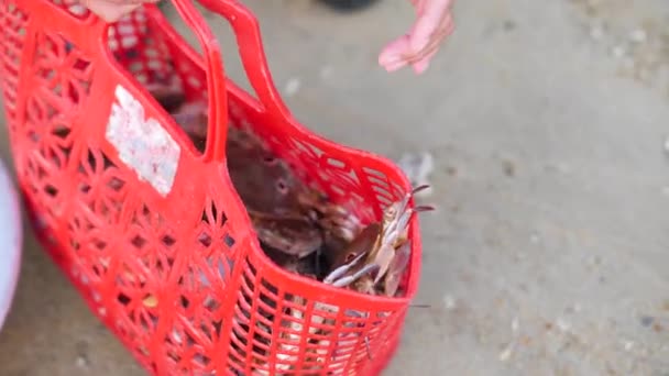 En kvinnlig hand lägger krabbor i en röd korg vid stranden. — Stockvideo