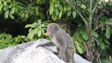 Maymun ulusal bir parkta büyük bir taşın üzerinde bisküvi yiyor..