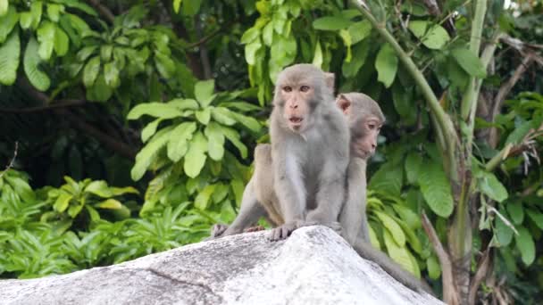 Quelques singes assis sur un gros rocher dans la jungle.
