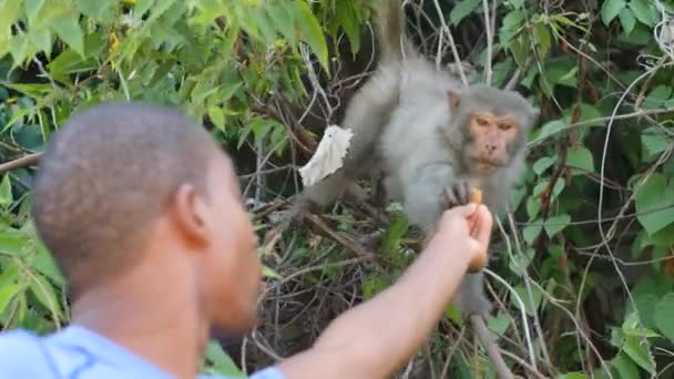 Erkek turist, doğal parktaki ağaçtaki maymuna yemek veriyor.. — Stok video