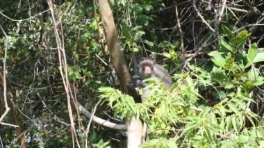 Asya 'daki tropikal ormanda ağaçta oturan vahşi maymun..