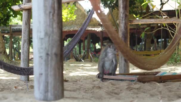 Μια μαϊμού στο τροπικό θέρετρο παραλία στο Βιετνάμ. — Αρχείο Βίντεο