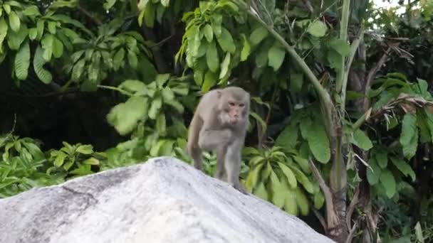 Um macaco salta das árvores para uma grande pedra no parque natural . — Vídeo de Stock