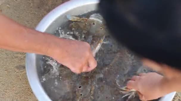 Close-up on a basin of fresh catch crabs with buyers picking to buy. — Stock Video