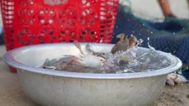 Una mujer recogiendo cangrejos frescos de un lavabo y transfiriéndolos a una cesta. — Vídeo de stock