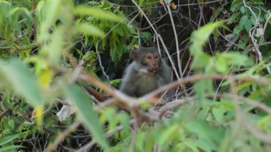 Vietnam 'ın tropikal ormanında vahşi maymun.