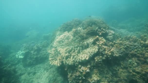 Различные кораллы и тропические рыбы под голубым океаном. — стоковое видео
