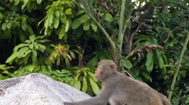 Ormandaki aç maymunlar, bir turistin verdiği bisküvileri çabucak yiyorlar..