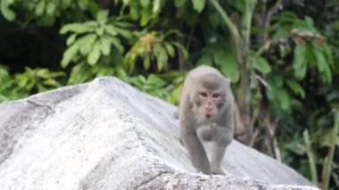 Doğal parktaki bir kayanın üzerinde oturan ve yemek yiyen bir maymunu yakından çek..