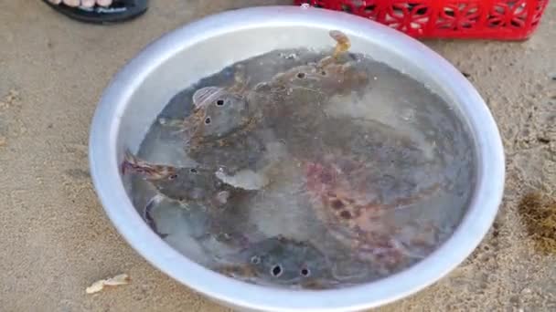 Tangan mengambil kepiting dalam baskom dan memasukkannya ke dalam keranjang di pantai. — Stok Video