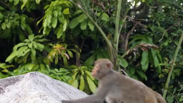 Hongerige apen in het bos neemt snel koekjes gegeven door een toerist. — Stockvideo