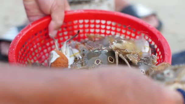 Vista de cerca de una mano sosteniendo un colador lleno de cangrejos frescos. — Vídeo de stock