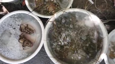 Piyasada satılan canlı deniz ürünleri çeşitleriyle dolu merdivenleri kapatın..
