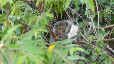 Ormandaki yeşil tropikal yaprakların arkasındaki vahşi maymun portresi..