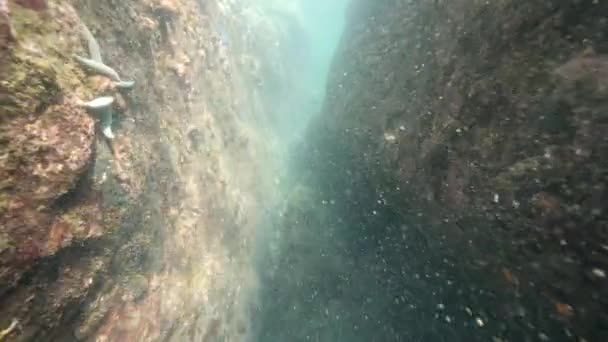 Scène sous-marine : Caméra traversant un passage entre de gros rochers. — Video