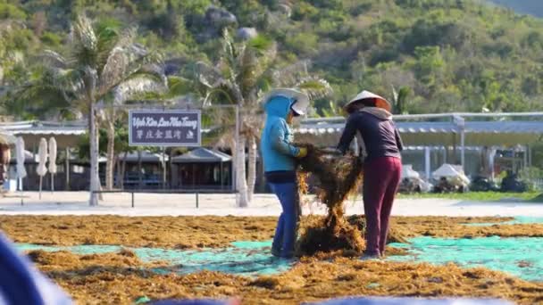 Nha Trang, Vietnam-July 29,2020：Women spreading seaweeds at the beach under sun — 图库视频影像