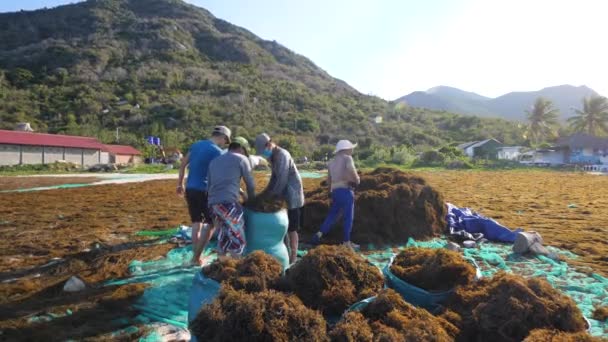 Nha Trang，Vietnam-July 29,2020：Seaweeds workers placing dried seaweeds in sack — 图库视频影像