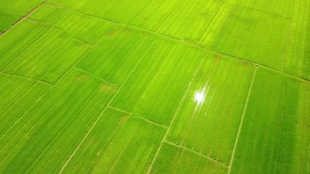 Vzdušný panoramatický pohled na žlutozelené rýžové pole se slunečním světlem. — Stock video