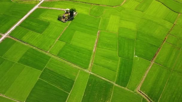 Aire de campo de arroz paisaje con senderos y rayos de sol que brillan en el agua. — Vídeo de stock