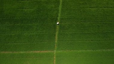 Kuşlar yeşil şeker kamışı tarlasında çalışan bir çiftçiye bakıyor..