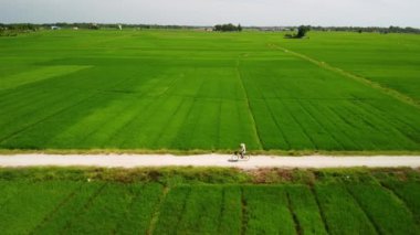 İnsansız hava aracı toprak yolda bisiklet süren çiftçilerle yeşil çeltik tarlalarının üzerinde uçuyor.