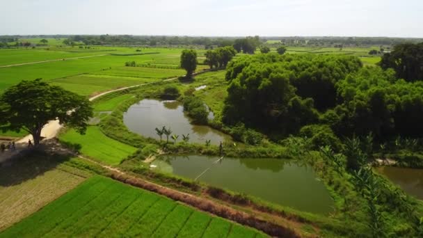 Vzduch zelené rýžové pole krajiny s rybníky a zavlažováním vodního kanálu — Stock video