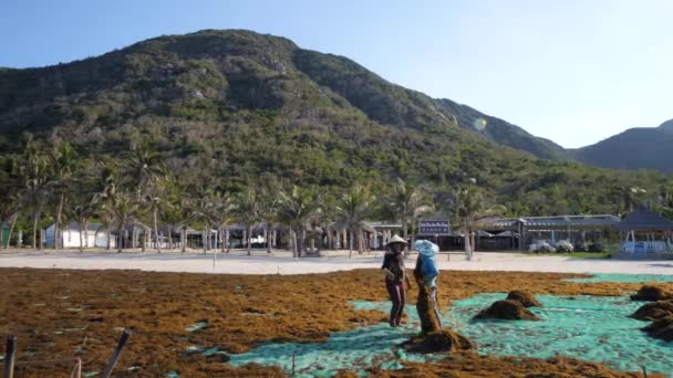 Nha Trang, Vietnam-29 Temmuz 2020: Vietnamlı kadınlar sahilde yosun kurutuyorlar. — Stok video