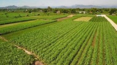 Vietnam 'ın kırsalında geniş bir şeker kamışı tarlası manzarası..