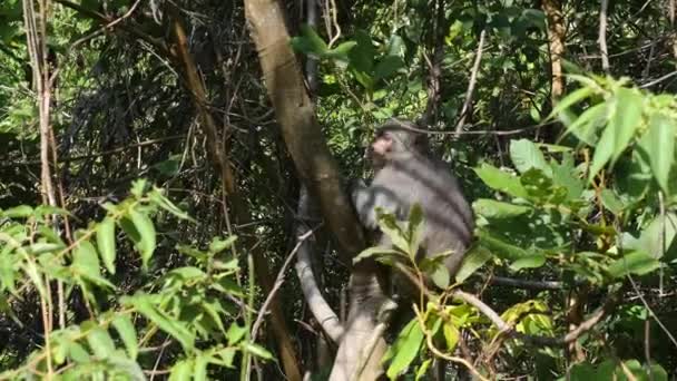 Wild monkey sitting on the tree in the middle of tropical jungle in Asia. — Stock Video