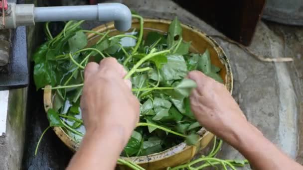 A womans hand cleaning green vegetable leaves in faucet dirty kitchen. — Stock Video
