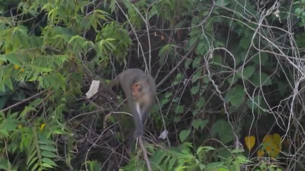 Macaco de cauda longa andando em um galho de árvore na selva. — Vídeo de Stock