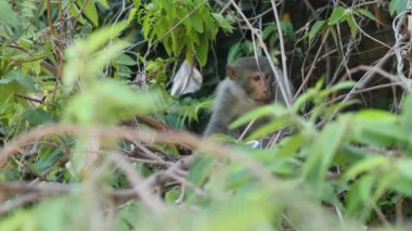 Vahşi maymun ormanda tek başına üzgün görünüyor..