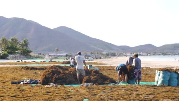 Нячанг, Вьетнам-29 июля 2020 года: сцена индустрии морских водорослей на пляже во Вьетнаме — стоковое видео