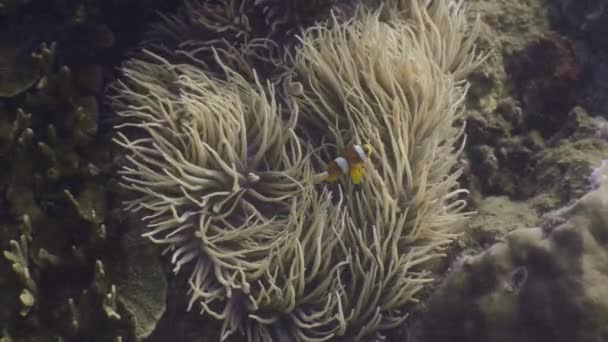 Arrecife de coral vista submarina de peces anémona nadando cerca de anémona de mar y corales — Vídeos de Stock