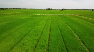 İnsansız hava aracı Asya 'nın kırsalındaki geniş pirinç tarlalarının üzerinde uçuyor.