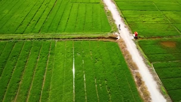 Aeronáutica sobre campos de paddy verde com reflexos de luz solar e homem andando de bicicleta. — Vídeo de Stock