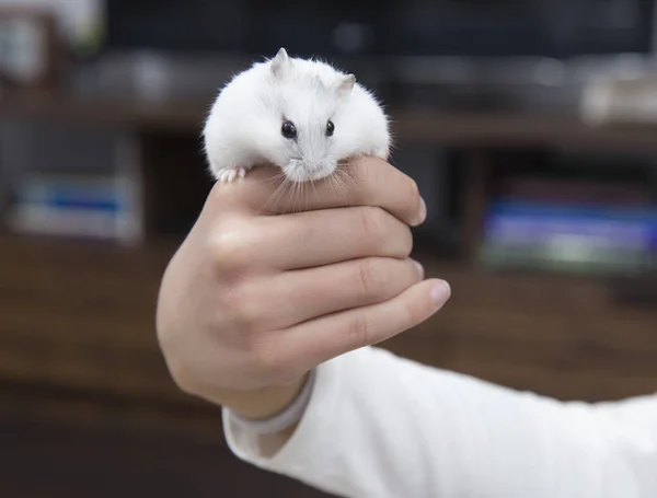 Hålla Fly Hamster Söt — Stockfoto