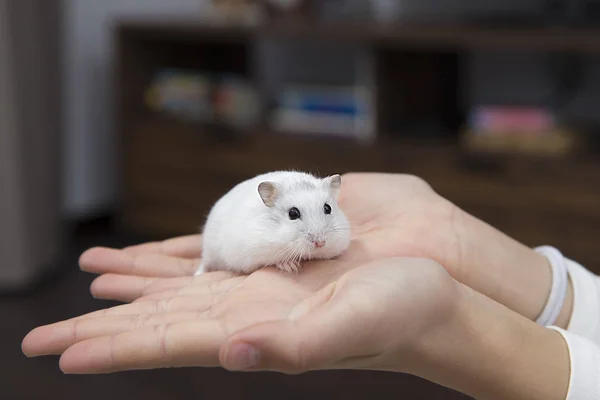 Liten Flicka Som Håller Vit Hamster — Stockfoto