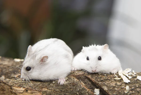 Två Hamster Att Roligt Vit Tamdjur — Stockfoto