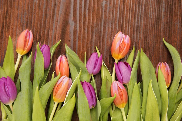 Colored tulip in a wood background — Stock Photo, Image