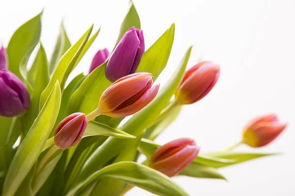 Изолированный букет тюльпанов на День матери — стоковое фото