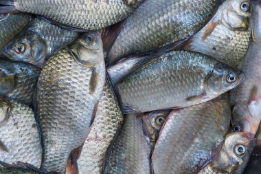 Taze Nehir balığı yakaladı. İyi av - nehir crucians.