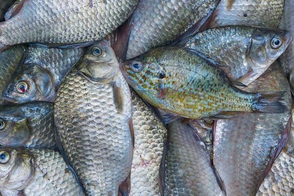 Taze Nehir balığı yakaladı. Crucians ve güneş levrek. İyi av