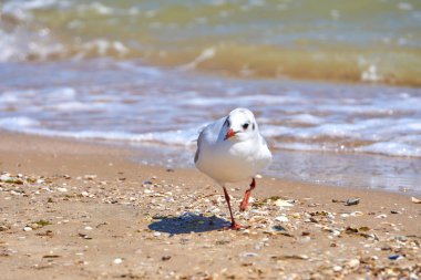 Martı sahilde kapatın - kadar doğal deniz arka plan üzerinde