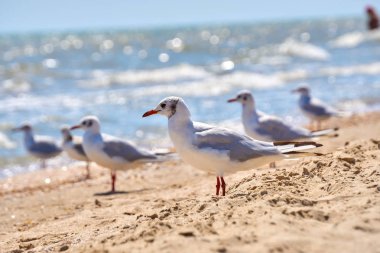 Martı sahilde kapatın - kadar doğal deniz arka plan üzerinde