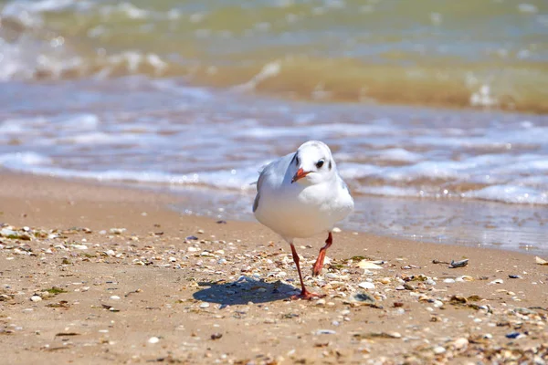 Martı sahilde kapatın - kadar doğal deniz arka plan üzerinde