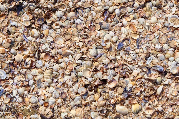 Kum, taş ve birçok farklı parçacıklar ezilmiş kabukları ince